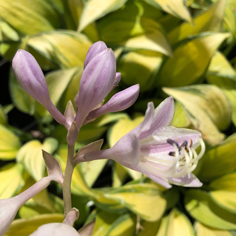 Hosta June (Floraison)