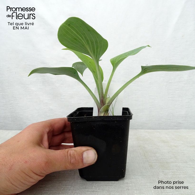 Spécimen de Hosta June en godet de 9cm tel que livré au printemps