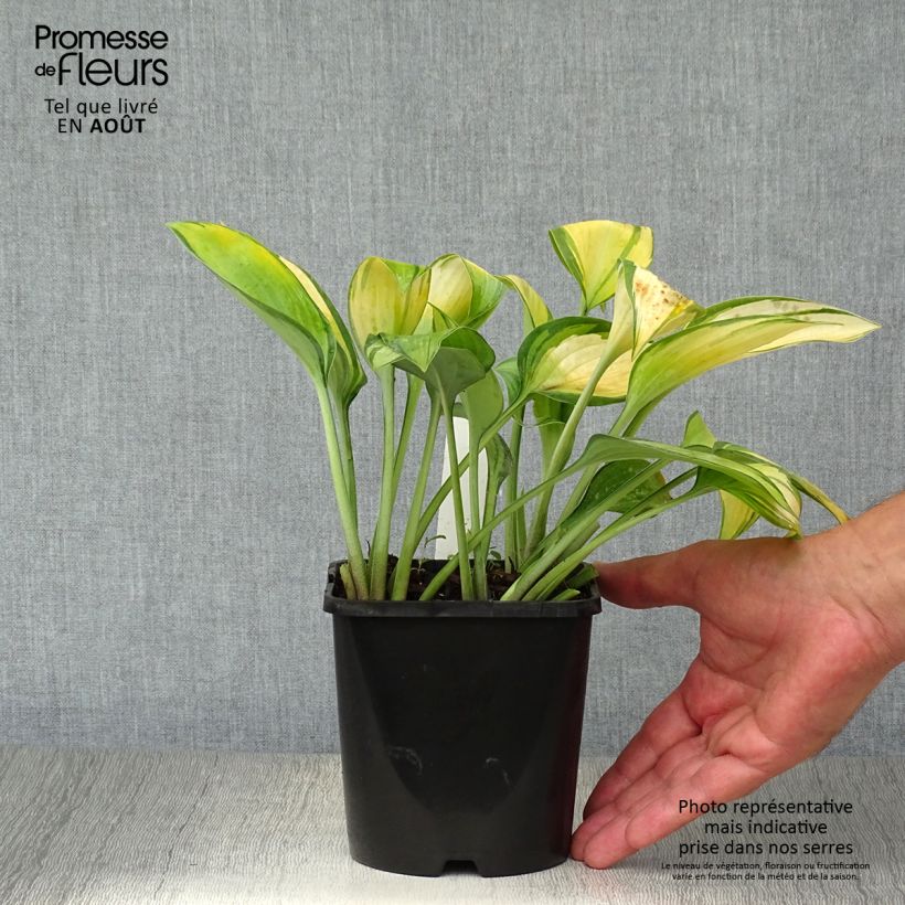 Spécimen de Hosta June Pot de 1,5L/2L tel que livré en été