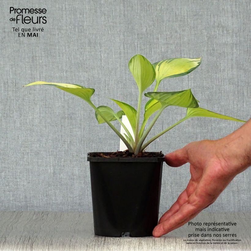 Spécimen de Hosta June en pot de 1.5L/2L tel que livré au printemps