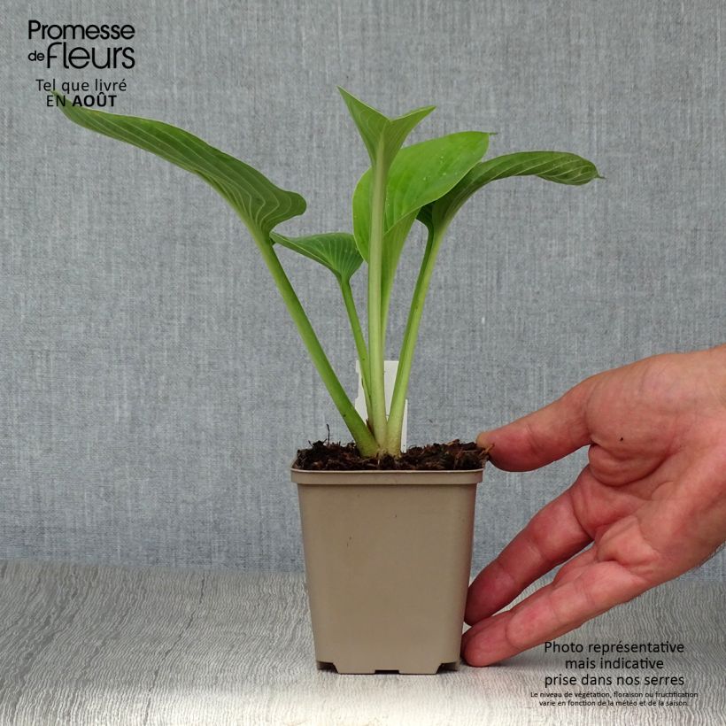 Spécimen de Hosta Jurassic Park - Hosta géant Godet de 8/9 cm tel que livré en été