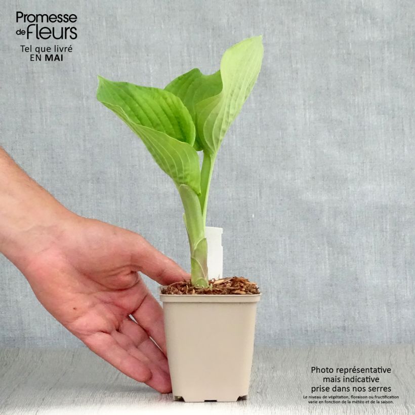 Spécimen de Hosta Jurassic Park - Hosta géant en godet de 9cm tel que livré au printemps
