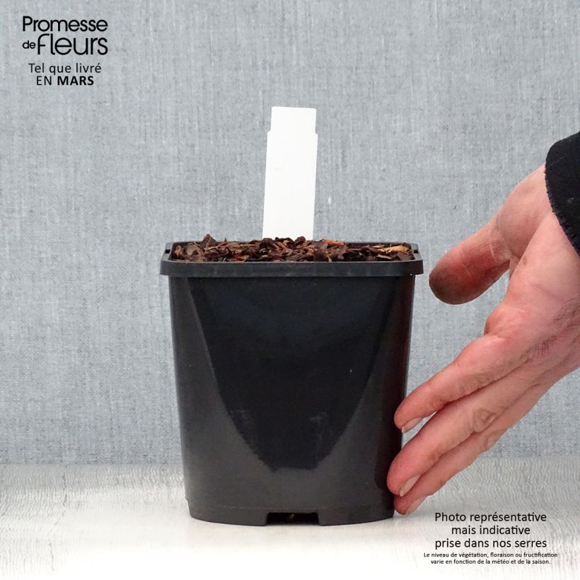Spécimen de Hosta Jurassic Park - Hosta géant en pot de 1,5L/2L tel que livré au printemps