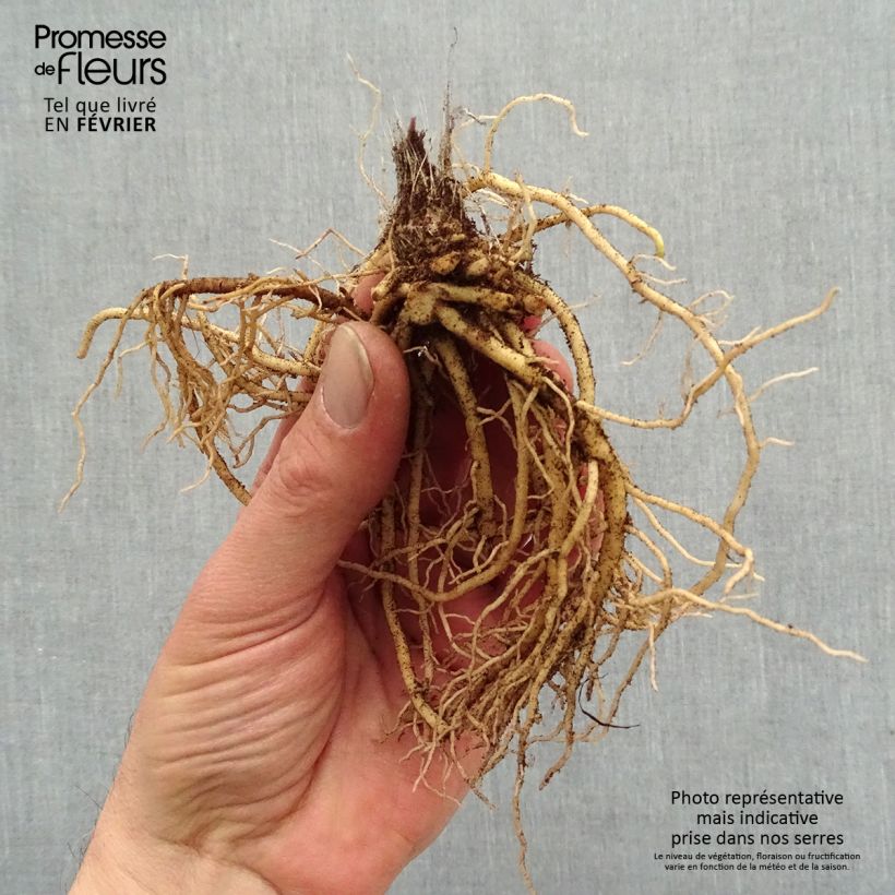 Spécimen de Hosta Jurassic Park - Hosta géant - racines nues tel que livré en hiver