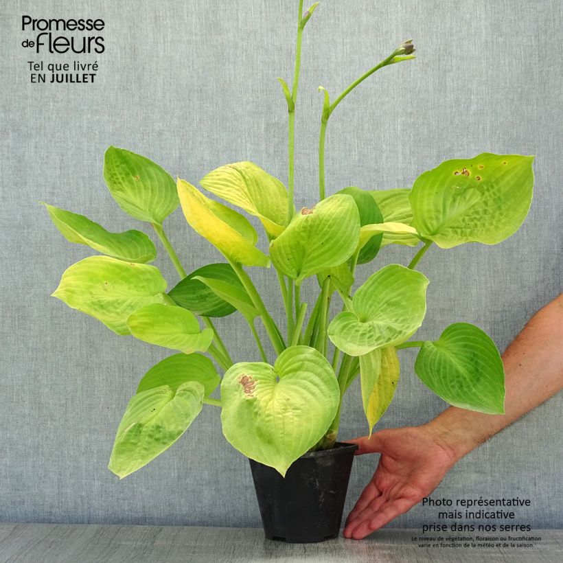 Spécimen de Hosta Ki Ren Jyaku Pot de 1,5L/2L tel que livré en été