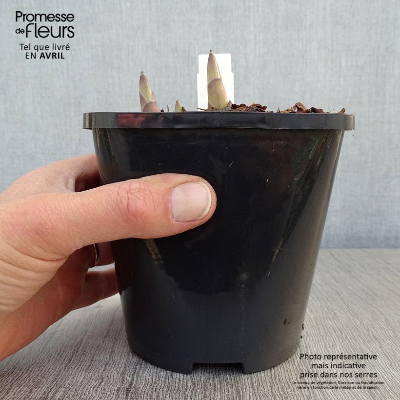 Spécimen de Hosta Ki Ren Jyaku - Pot de 1,5L/2L tel que livré au printemps