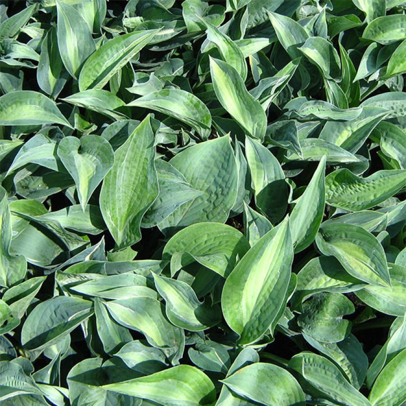 Hosta Kiwi Full Monty (Feuillage)