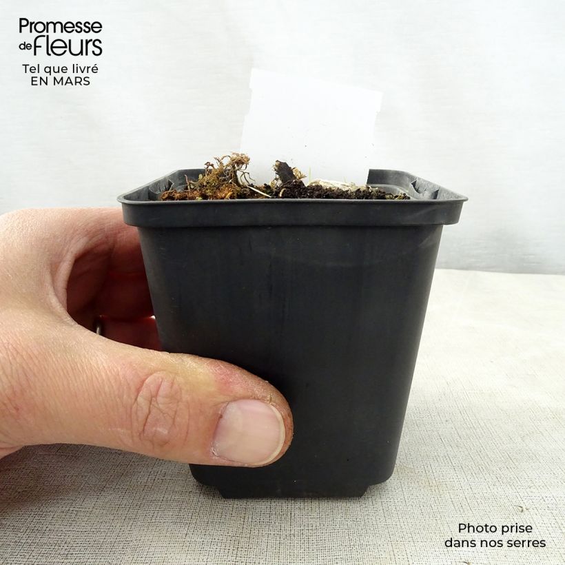 Spécimen de Hosta Kiwi Full Monty Godet de 9cm tel que livré au printemps