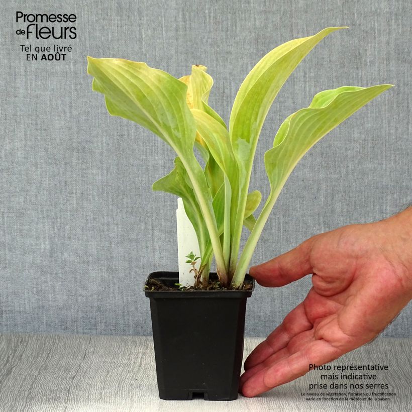 Spécimen de Hosta Krossa Regal Godet de 8/9 cm tel que livré en été