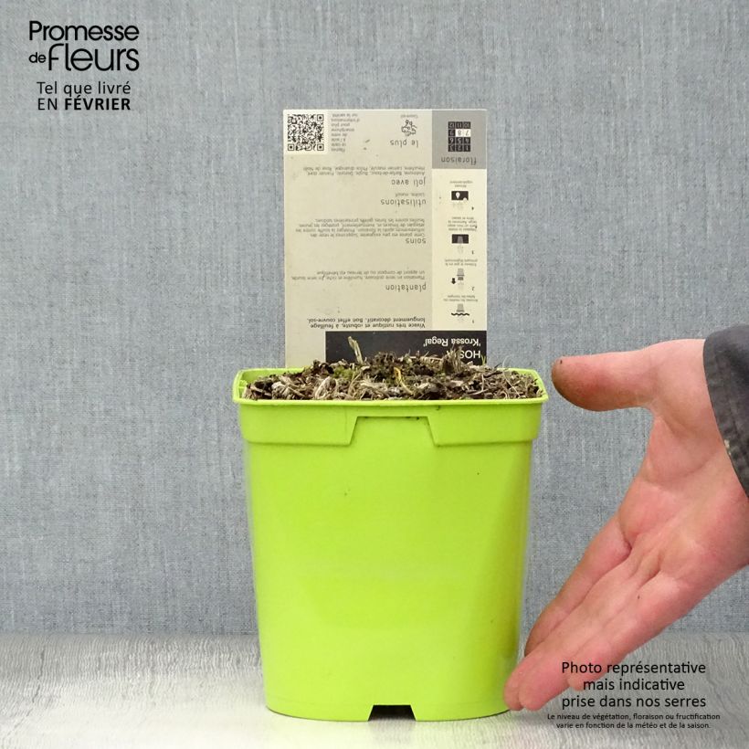 Spécimen de Hosta Krossa Regal tel que livré en hiver