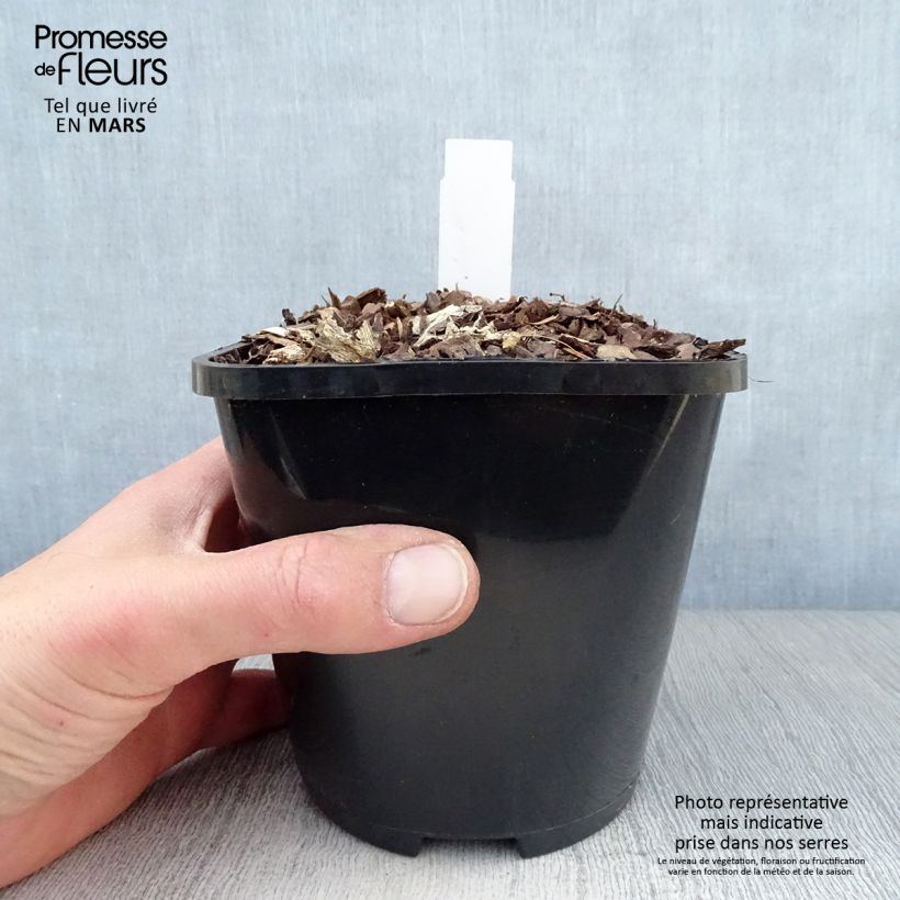 Spécimen de Hosta Lakeside Maverick Pot de 1,5L/2L tel que livré au printemps