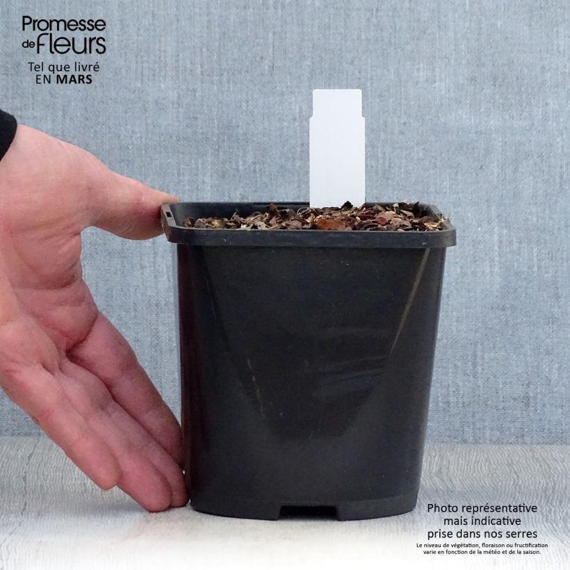 Spécimen de Hosta Lakeside Paisley Print Pot de 1,5L/2L tel que livré au printemps