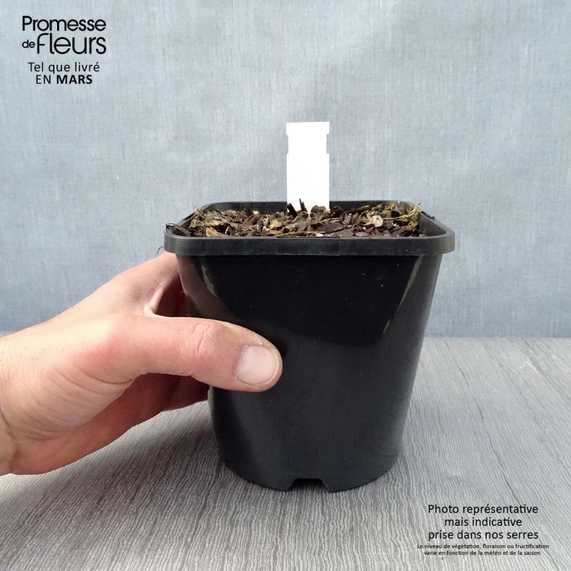 Spécimen de Hosta Let's Twist Again Pot de 1,5L/2L tel que livré au printemps