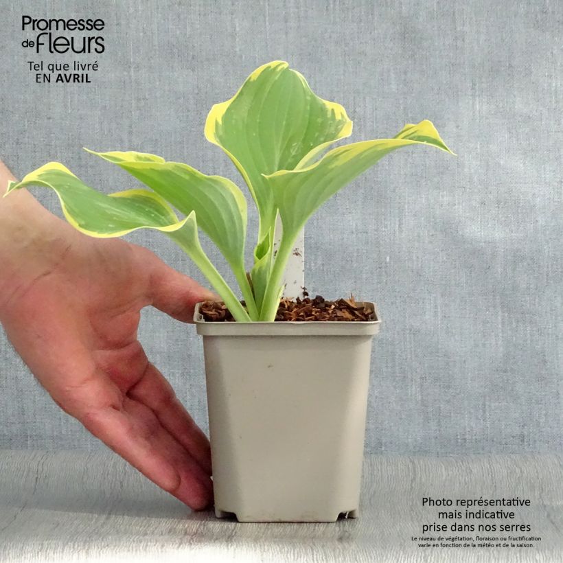 Spécimen de Hosta Liberty Godet de 9cm tel que livré au printemps