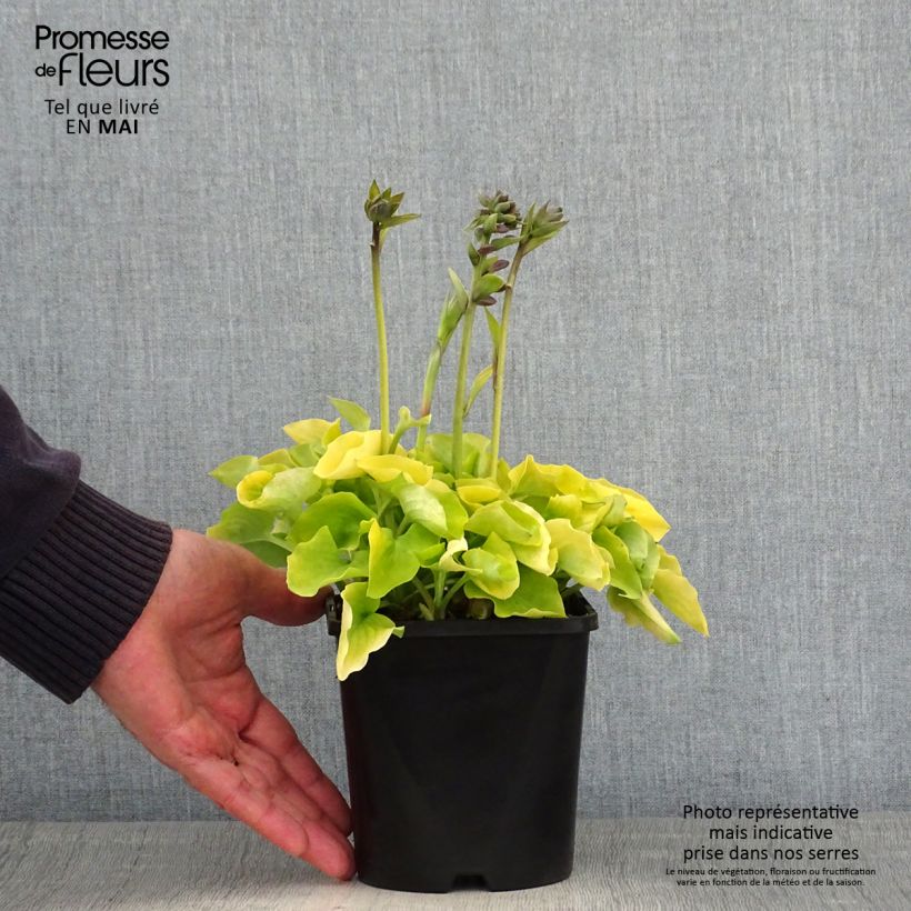 Spécimen de Hosta Limey Lisa Pot de 1,5L/2L tel que livré au printemps