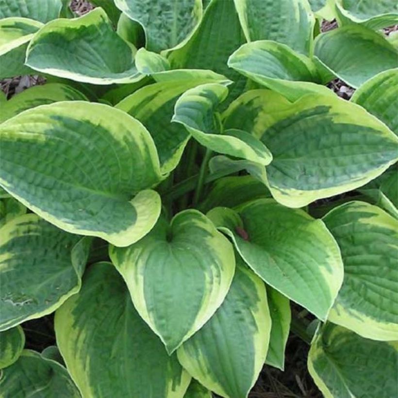 Hosta Mama Mia (Feuillage)