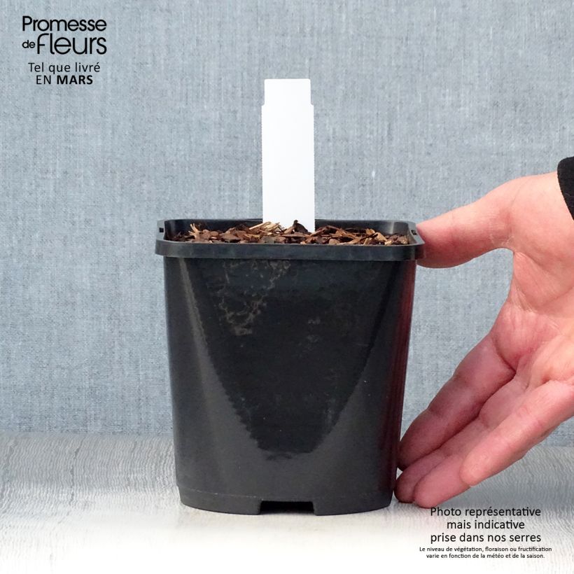 Spécimen de Hosta Mighty Mouse Pot de 1,5L/2L tel que livré au printemps