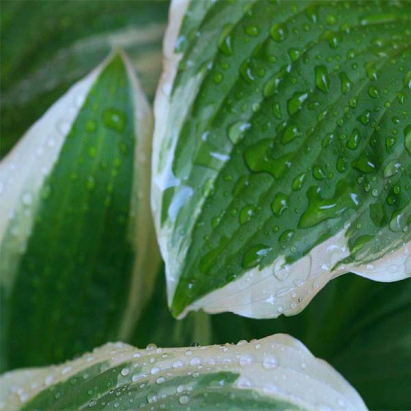 Hosta Minuteman (Feuillage)