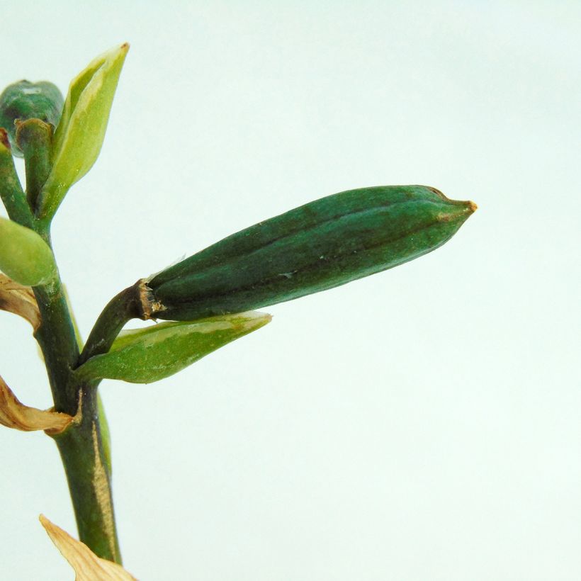 Hosta Minuteman (Récolte)