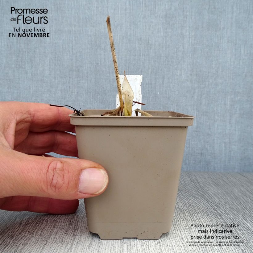Spécimen de Hosta Minuteman tel que livré en automne