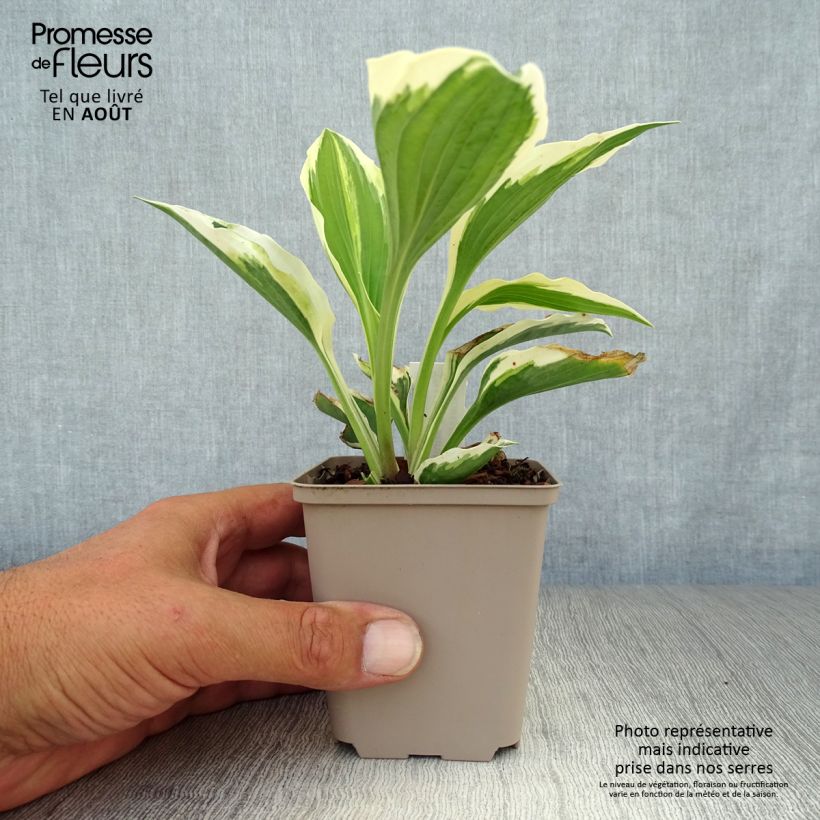 Spécimen de Hosta Minuteman Godet de 8/9 cm tel que livré en été