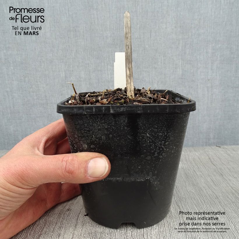 Spécimen de Hosta Minuteman tel que livré en hiver