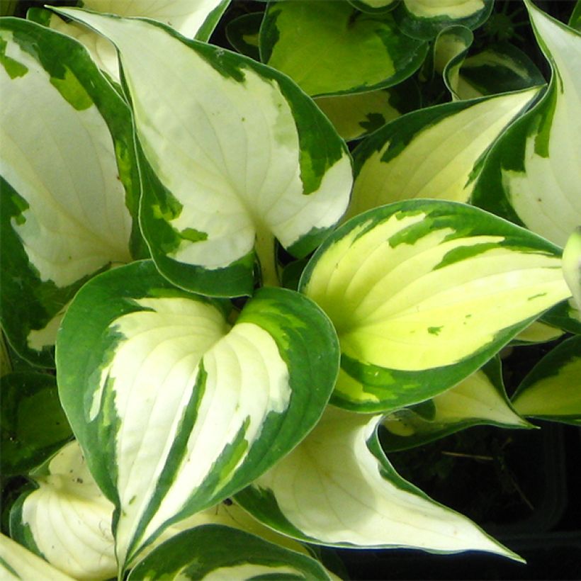 Hosta Morning Light (Feuillage)