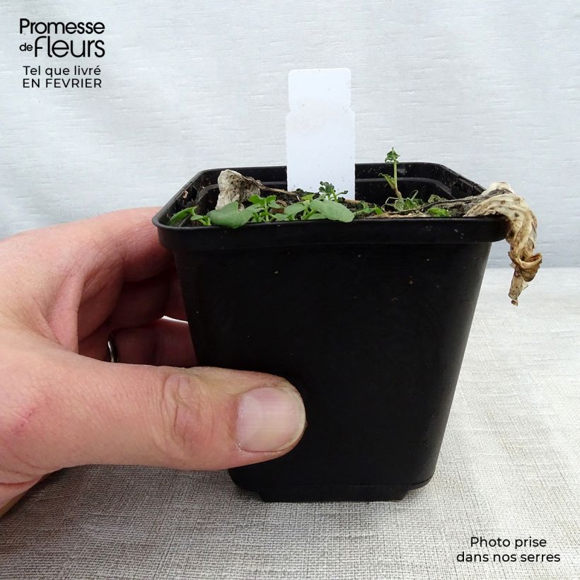 Spécimen de Hosta Morning Light Godet de 9cm tel que livré en hiver