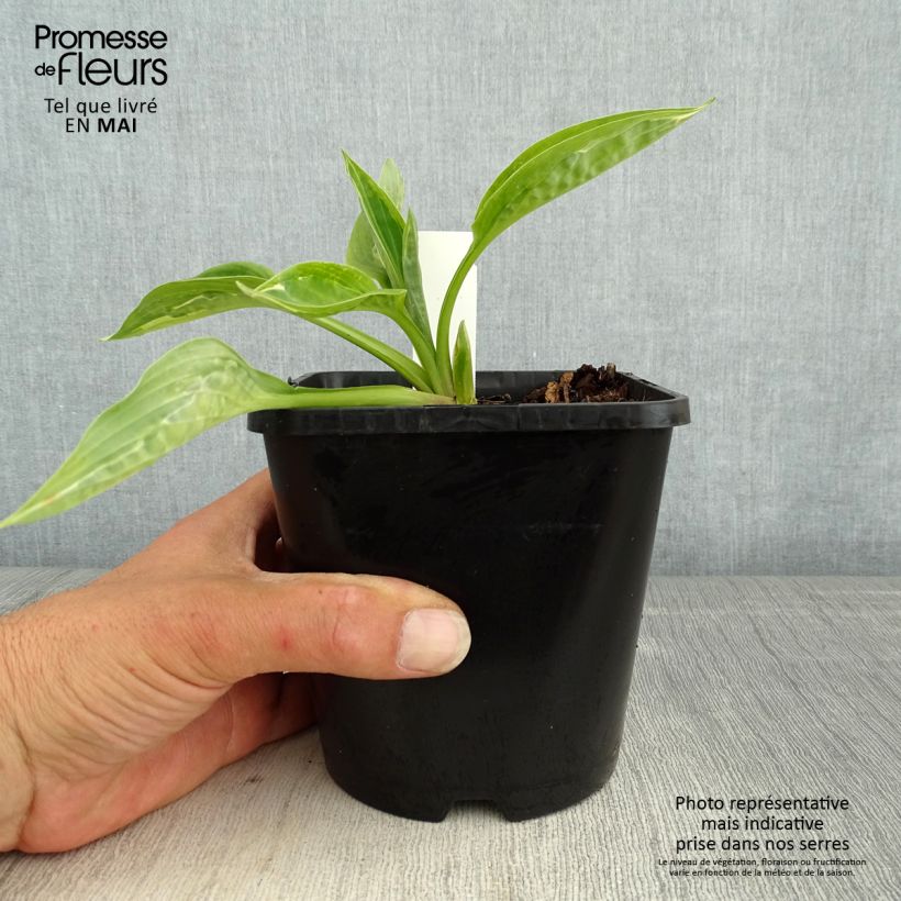 Spécimen de Hosta Moulin Rouge Pot de 1,5L/2L tel que livré au printemps
