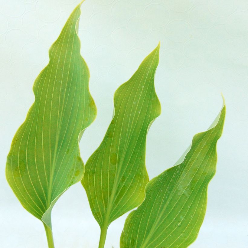 Hosta Neptune  (Feuillage)