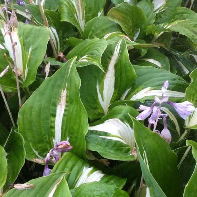 Hosta Night Before Christmas (Feuillage)