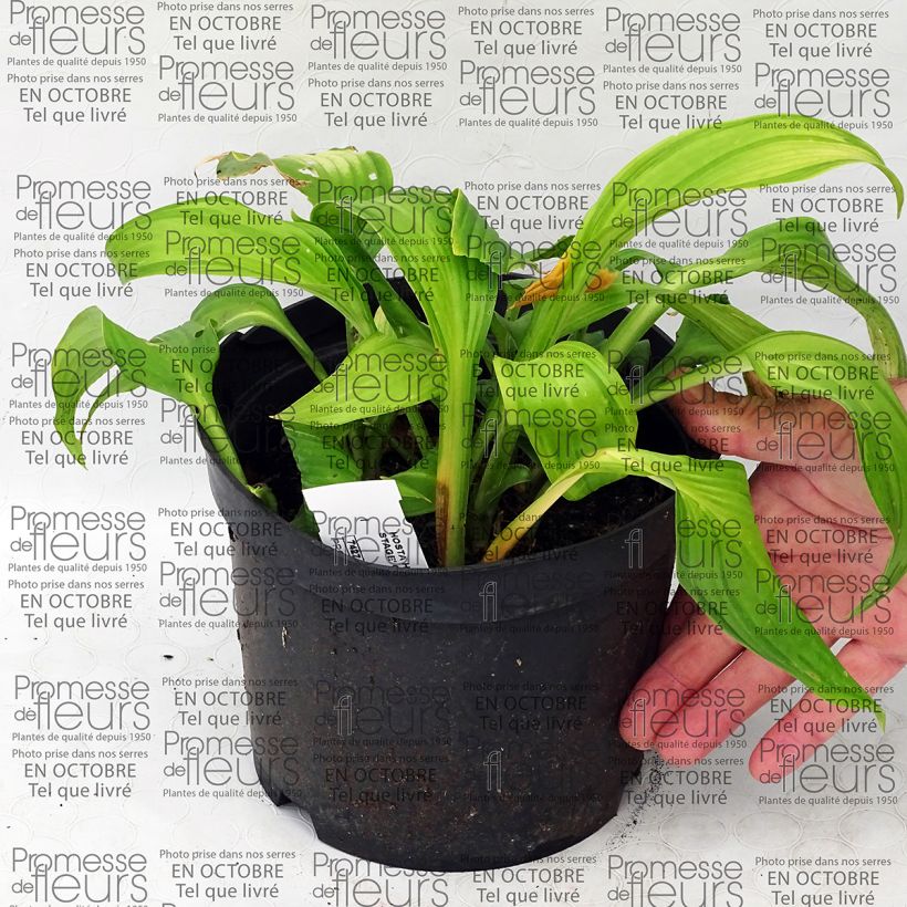Exemple de spécimen de Hosta On Stage Pot de 2L/3L tel que livré