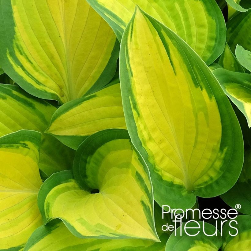 Hosta Orange Marmelade (Feuillage)