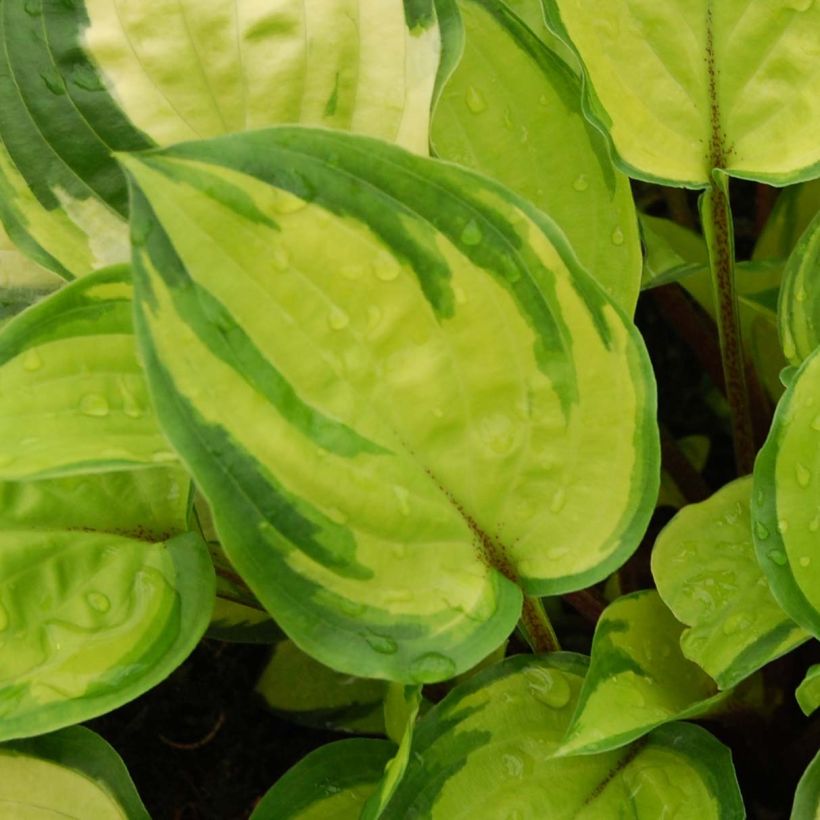 Hosta Paradise Island (Feuillage)