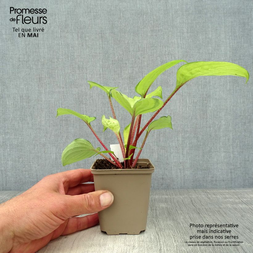 Spécimen de Hosta Paradise Island Godet de 8/9 cm tel que livré au printemps