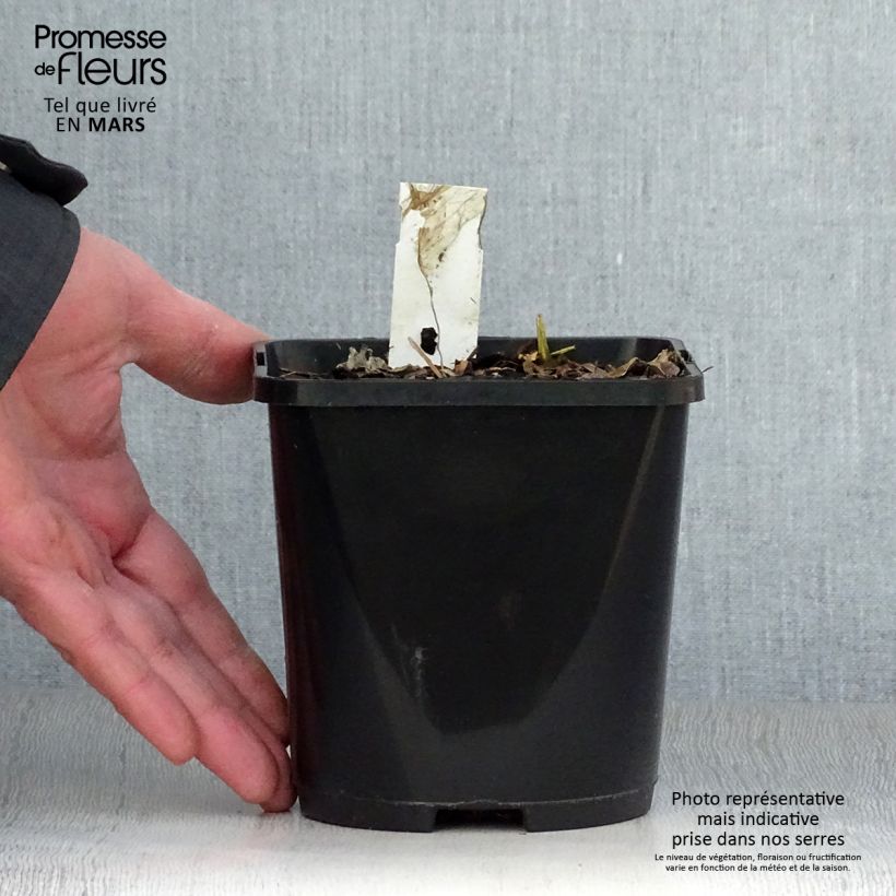 Spécimen de Hosta Paul Revere Pot de 1,5L/2L tel que livré au printemps