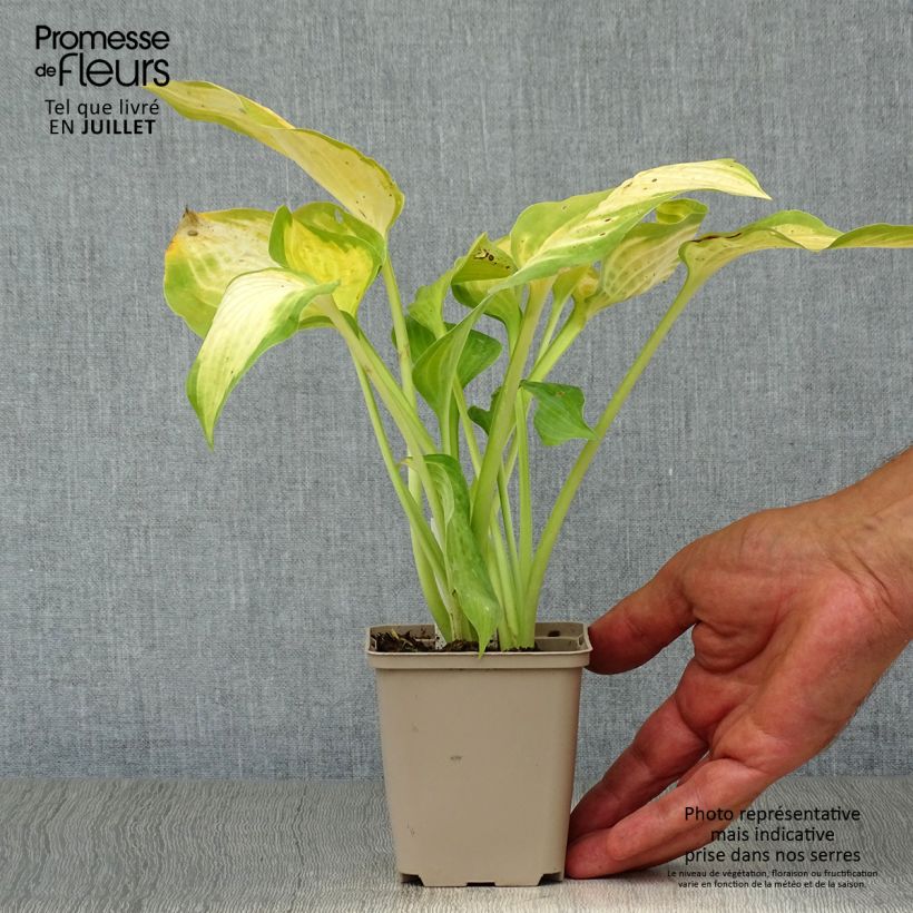 Spécimen de Hosta Paul s Glory Godet de 8/9 cm tel que livré en été