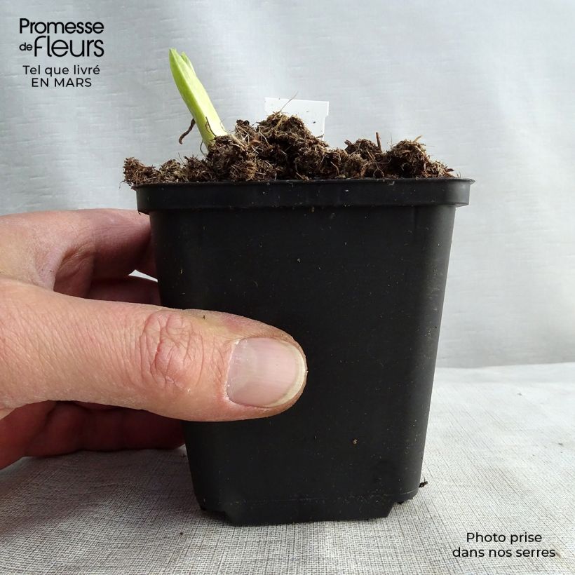 Spécimen de Hosta Paul s Glory en godet de 9 cm tel que livré au printemps