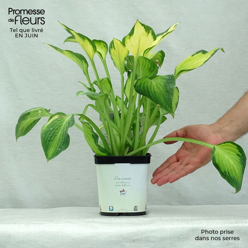 Spécimen de Hosta Paul s Glory Pot de 2L/3L tel que livré en été