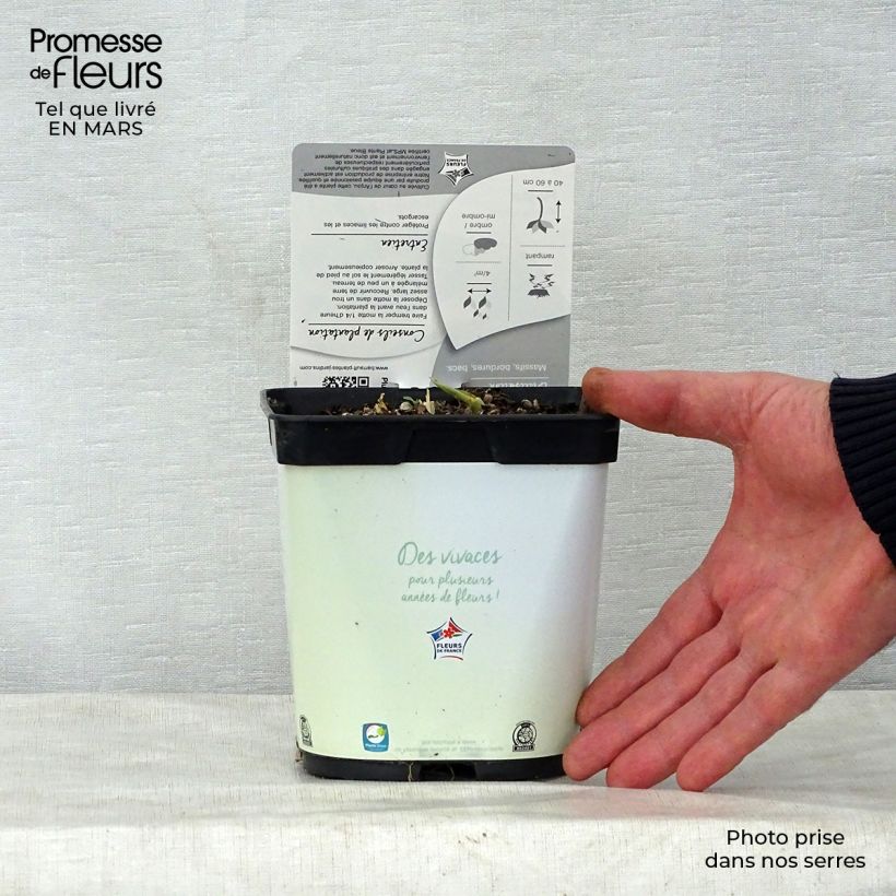 Spécimen de Hosta Paul s Glory en pot de 2 litres tel que livré au printemps