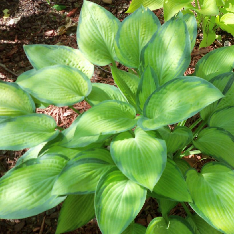 Hosta Paul s Glory (Port)