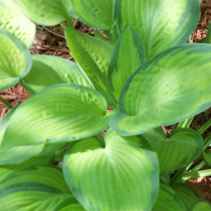 Hosta Paul s Glory (Feuillage)