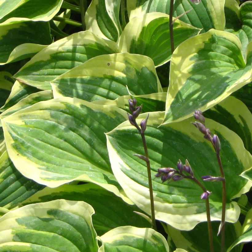 Hosta Pilgrim (Feuillage)