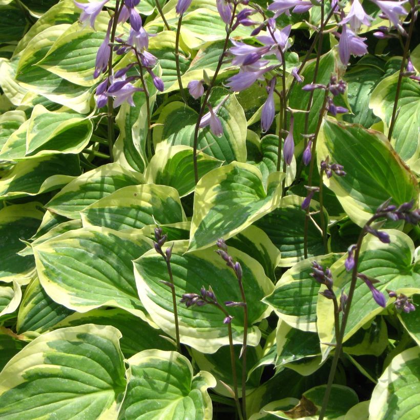 Hosta Pilgrim (Floraison)