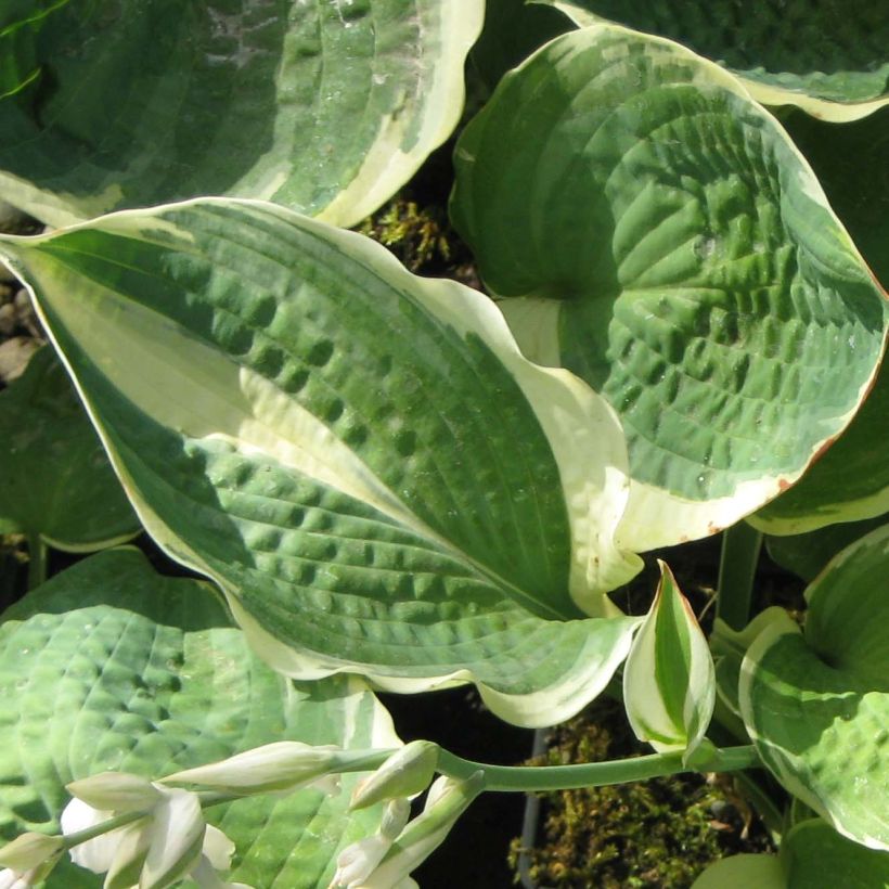 Hosta Pizzazz (Feuillage)