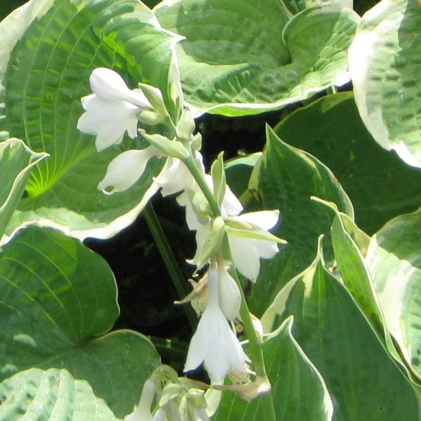 Hosta Pizzazz (Floraison)