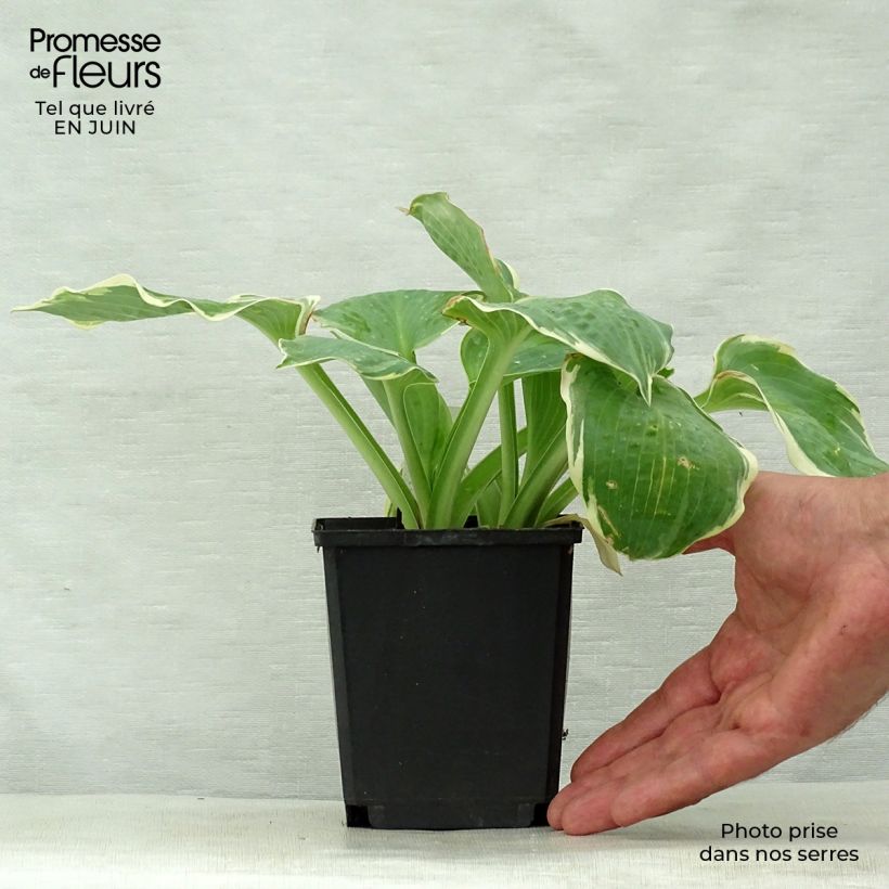 Spécimen de Hosta Pizzazz Godet de 8/9 cm tel que livré en été