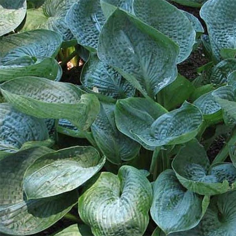 Hosta Prairie Sky (Feuillage)