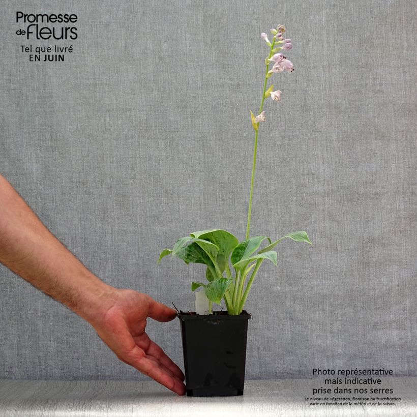 Spécimen de Hosta Prairie Sky Godet de 8/9 cm tel que livré en été