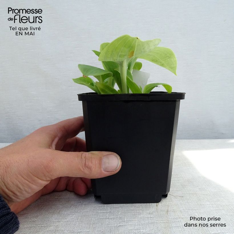 Spécimen de Hosta Prairie Sky Godet de 8/9 cm tel que livré au printemps